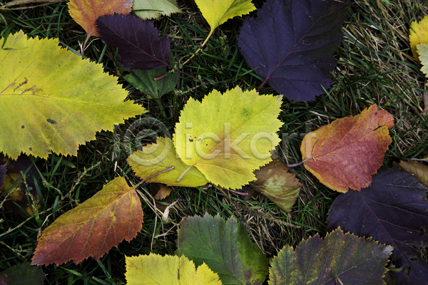 사람없음 JPG 포토 해외이미지 가을(계절) 나무 노란색 백그라운드 빨간색 스타일 잎 자연 질감 초록색 추상 컨셉