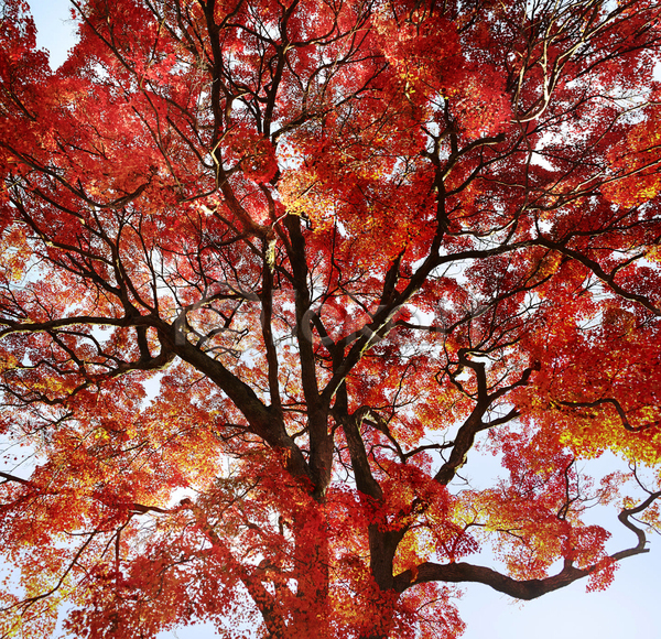사람없음 JPG 포토 해외이미지 가을(계절) 단풍 단풍나무 빨간색 야외 주간 풍경(경치)