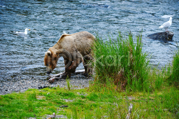 사람없음 JPG 포토 해외이미지 강 곰 먹기 야생동물 야외 연어 조류 주간 한마리