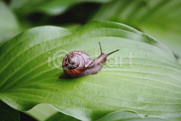 사람없음 JPG 포토 해외이미지 기어가기 달팽이(동물) 야외 잎 주간 풀(식물) 한마리