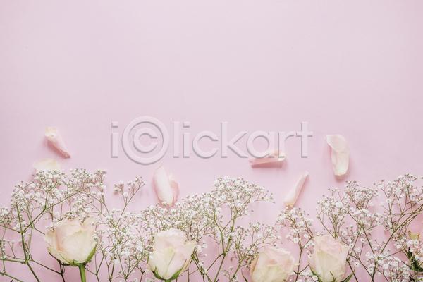 사람없음 JPG 포토 하이앵글 해외이미지 꽃잎 분홍색배경 실내 안개꽃 장미 카피스페이스
