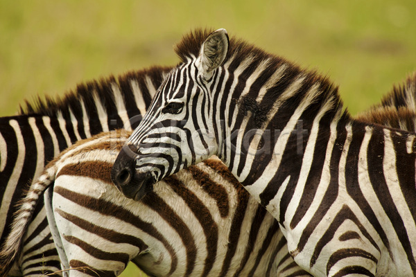 사람없음 JPG 포토 해외이미지 흑백 가로 국립공원 사바나 아프리카 야생동물 얼룩말 줄무늬 케냐 포유류