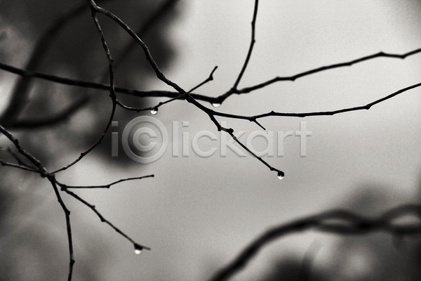 사람없음 JPG 아웃포커스 포토 해외이미지 흑백 나뭇가지 물방울 야외