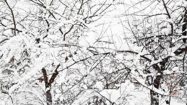 사람없음 JPG 포토 해외이미지 가로수 겨울 길 나무 눈(날씨) 야외 자연 풍경(경치) 흰색