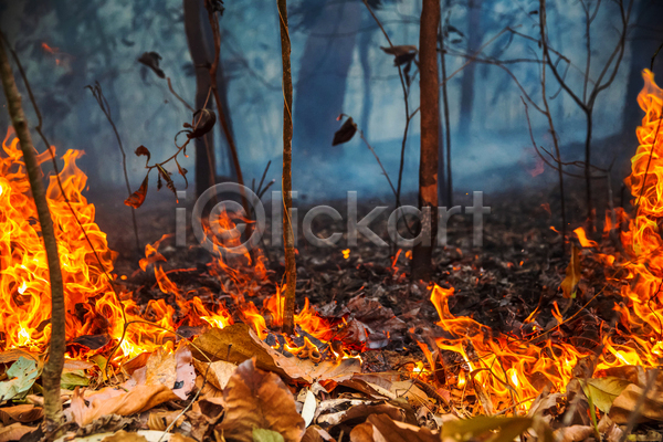 위험 사람없음 JPG 포토 해외이미지 나무 불꽃(불) 산 산불 숲 야외 연기
