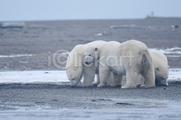 사람없음 JPG 포토 해외이미지 곰 백곰 북극곰 세마리 야생동물 야외 주간