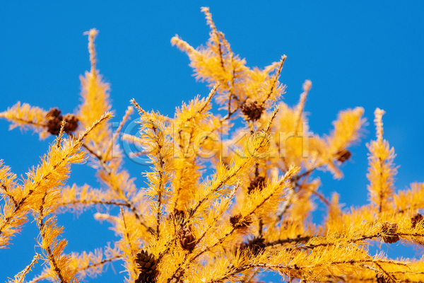 사람없음 JPG 포토 해외이미지 가을(계절) 가을풍경 노란색 백그라운드 야외 자연 주간 침엽수 풍경(경치) 하늘