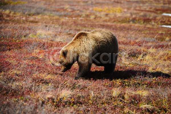 사람없음 JPG 포토 해외이미지 가을(계절) 곰 야생동물 야외 주간 초원(자연) 한마리