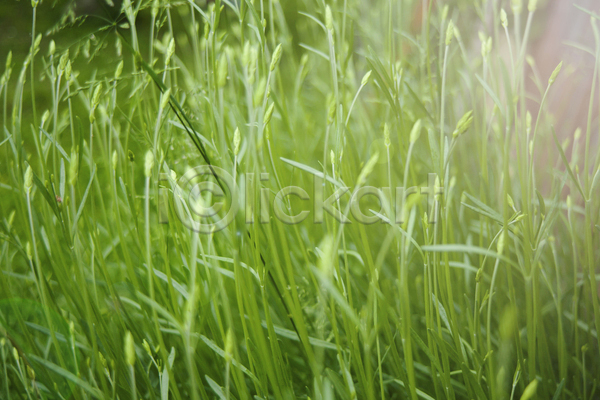 사람없음 JPG 포토 해외이미지 빗방울 빛 야외 잎 잔디 주간 초원(자연)