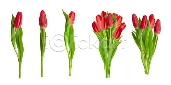 신선 축하 행복 EPS 일러스트 템플릿 해외이미지 고립 그래픽 꽃 꽃다발 꽃무늬 낭만 내추럴 디자인 미술 발렌타인데이 백그라운드 벚꽃 봄 빨간색 세트 수집 스타일 식물 신용카드 엘리먼트 오브젝트 자연 장식 정원 초록색 추상 컨셉 컬러풀 튤립 해외일러스트 현실 휴가 흰색
