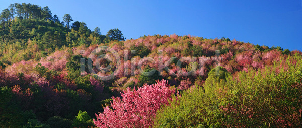 순수 사람없음 JPG 포토 해외이미지 겨울 경사 계절 구름 꽃 꽃무늬 꽃잎 나무 나뭇가지 낭만 도로 목재 방법 벚꽃 봄 분홍색 사찰 시골 식물 아시아 아치 야외 옛날 일본 자연 장면 장식 주택 체리 컬러풀 태국 파란색 풍경 하늘 해외포토
