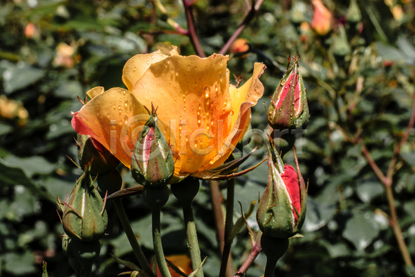 사람없음 JPG 아웃포커스 포토 해외이미지 꽃봉오리 빗방울 야외 장미 젖음 주간