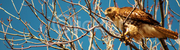 사람없음 JPG 옆모습 포토 해외이미지 1 갈색 계산서 깃털 꼬리 나무 나뭇가지 날개 동물 머리 먹이 밭 부름 부리 빨간색 사냥꾼 속도 손목시계 앉기 야생동물 야외 얼굴 연 육식동물 응시 입 자연 조류 해외포토