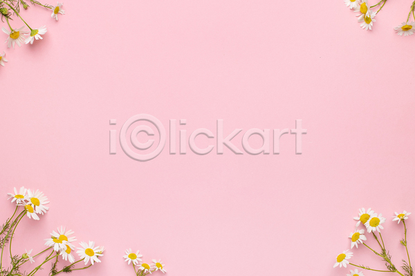 사람없음 JPG 포토 해외이미지 꽃 분홍색 실내 카피스페이스 캐모마일