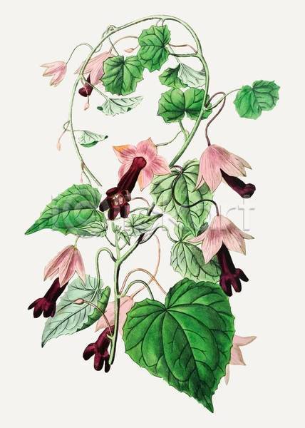감성 빈티지 사람없음 EPS 일러스트 해외이미지 그림 꽃 덩굴 보라색 손그림 수채화(물감) 잎