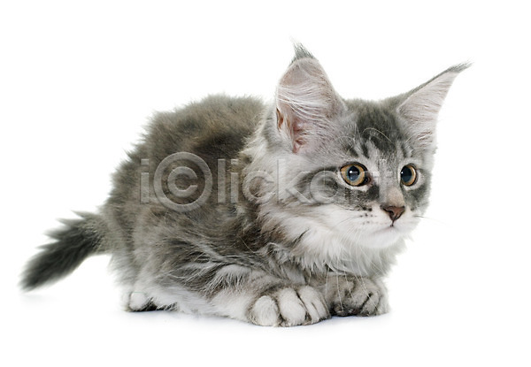 사람없음 JPG 포토 해외이미지 고양이 놀이 동물 반려동물 은색 해외202004 회색 흰배경