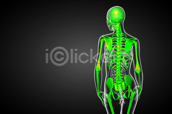 사람 사람없음 3D JPG 포토 해외이미지 건강 골격 관절 무릎 뼈 엑스레이 정형외과 척추 테라피 해골모형 해부 해외202004