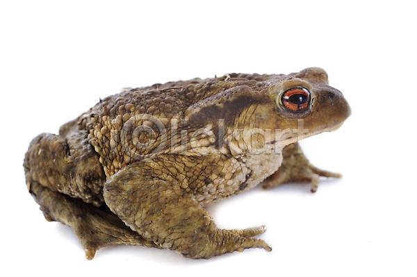사람없음 JPG 포토 해외이미지 갈색 개구리 동물 두꺼비 생물학 스튜디오촬영 야생동물 양서류 자연 작음 젖음 한개 해외202004