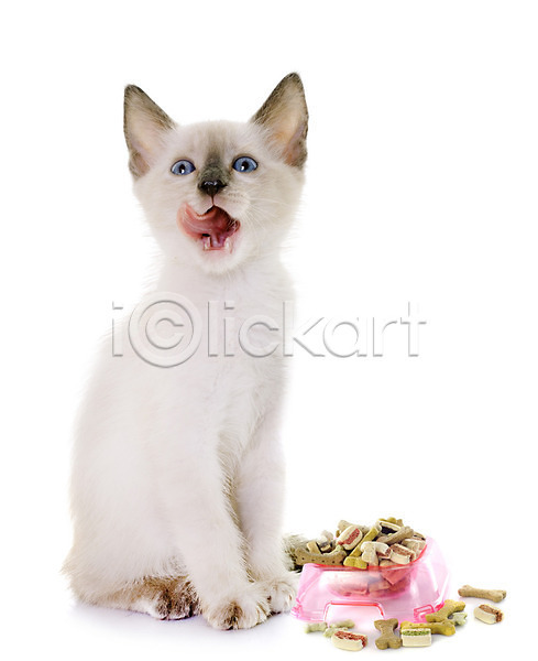 사람없음 JPG 포토 해외이미지 고립 고양이 동물 먹기 반려동물 배고픔 사발 수유 음식 해외202004 혀 흰배경 흰색
