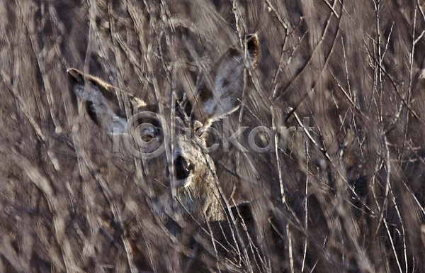사람없음 JPG 포토 해외이미지 갈색 동물 머리 백그라운드 사슴 선탠 야생동물 자연 털 포유류 해외202004