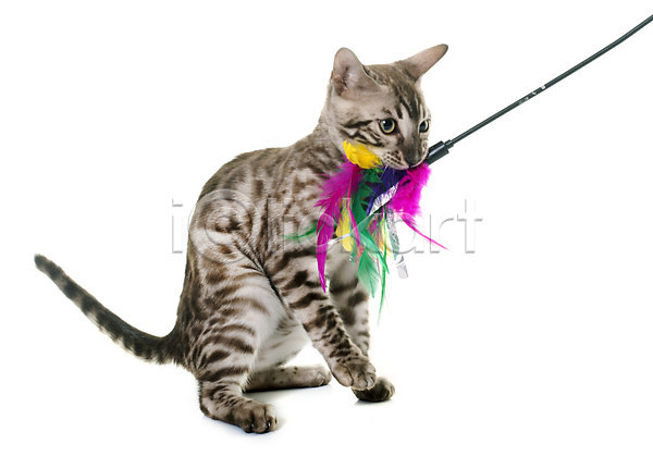 사람없음 JPG 포토 해외이미지 고립 고양이 깃털 놀이 동물 반려동물 오브젝트 은색 입 장난감 해외202004 회색 흰배경