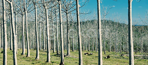 고독 사람없음 JPG 포토 해외이미지 나무 땅 밭 시골 식물 야외 여름(계절) 잎 자연 조경 줄기 초록색 풍경(경치) 하늘 해외202004 햇빛