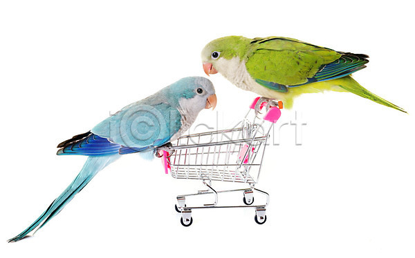사람없음 JPG 포토 해외이미지 고립 놀이 동물 쇼핑 앵무새 잉꼬 장난감 조류 초록색 파란색 해외202004 흰배경