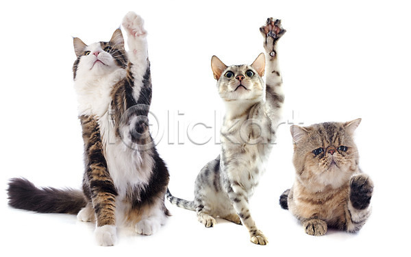 사람없음 JPG 포토 해외이미지 3 갈색 고양이 놀이 동물 반려동물 삼색 앉기 해외202004 흰배경 흰색