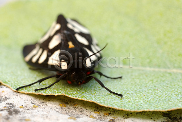 사람없음 JPG 포토 해외이미지 검은색 곤충 나비 동물 애벌레 잎 자연 해외202004