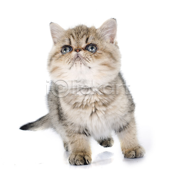 사람없음 JPG 포토 해외이미지 갈색 고양이 동물 반려동물 은색 해외202004 흰배경
