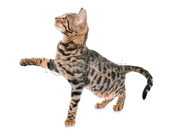남자 사람없음 성인 JPG 포토 해외이미지 고립 고양이 놀이 동물 반려동물 은색 해외202004 회색 흰배경