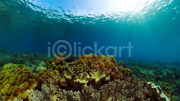 사람없음 JPG 포토 해외이미지 바다 바닷속 산호초 수중 수중사진 자연 풍경(경치)