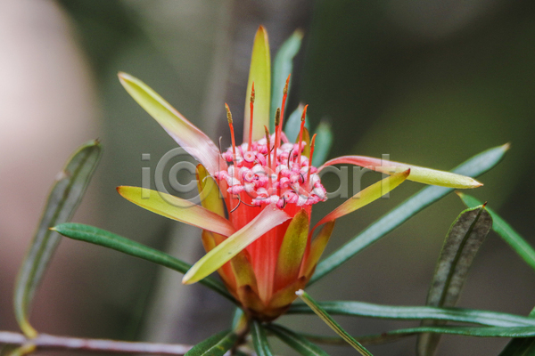 평화 활발 사람없음 JPG 포토 해외이미지 꽃 봄 분홍색 빨간색 식물 자연 초록색 컬러풀 호주