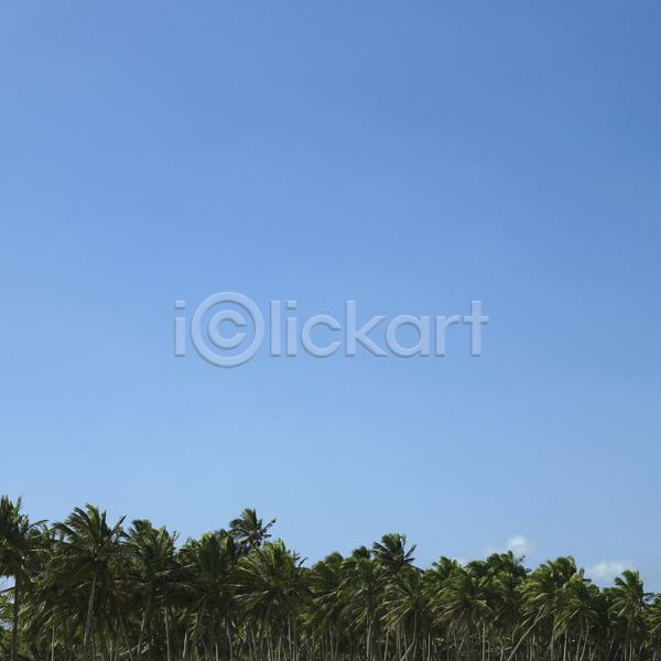 따뜻함 뜨거움 시원함 평화 사람없음 JPG 포토 해외이미지 흑백 과일 깊이 나무 날씨 머리 바람 뷰티 섬 세로 손바닥 이국적 잎 자연 절정 정상 주간 직진 청록색 초록색 코코넛 큼 파란색 평행 하늘