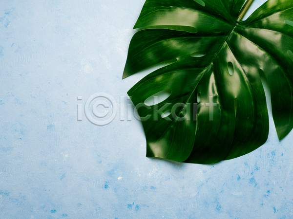 사람없음 JPG 포토 해외이미지 몬스테라 실내 열대잎 파란배경