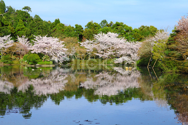 사람없음 JPG 포토 해외이미지 개화 공원 교토 벚꽃 봄 야외 연못 주간 쿄토 호수