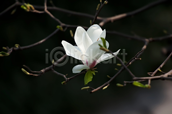 사람없음 JPG 포토 해외이미지 꽃 꽃무늬 꽃잎 나뭇가지 목련 벚꽃 봄 식물 잎 자연 흰색
