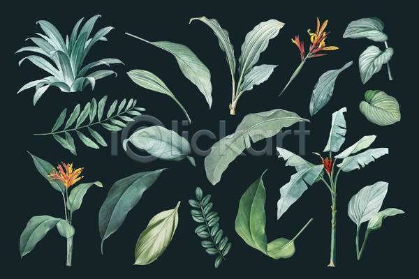 사람없음 EPS 일러스트 해외이미지 꽃 세트 식물 열대식물 잎 초록색