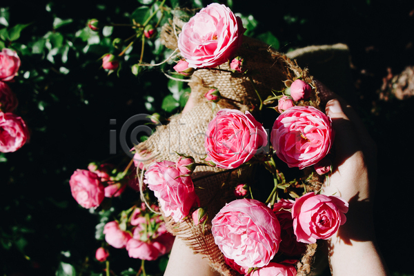 신체부위 JPG 포토 해외이미지 꽃 들기 분홍색 손 야외 자연 장미
