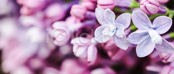 성장 신선 사람없음 JPG 포토 해외이미지 개화 계절 공원 꽃 꽃무늬 꽃잎 나뭇가지 내추럴 라일락 맑음 백그라운드 벚꽃 보라색 봄 분홍색 뷰티 새싹 식물 신용카드 야외 오픈 원예 자연 정원 초록색 컬러풀 펼침 해외포토 환경 휴가