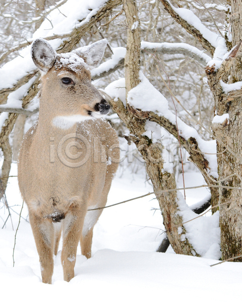 사람없음 JPG 포토 해외이미지 겨울 나무 나뭇가지 눈내림 눈덮임 사슴 숲 야생동물 야외 주간