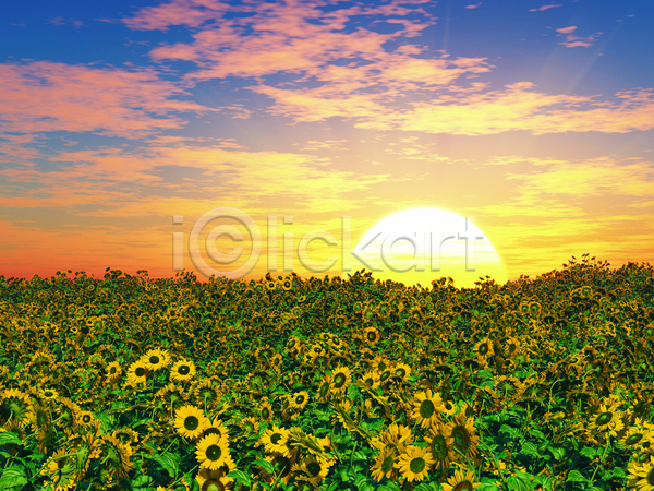 사람없음 JPG 포토 해외이미지 구름(자연) 꽃밭 야외 여름(계절) 일몰 주간 태양 풍경(경치) 해바라기 햇빛