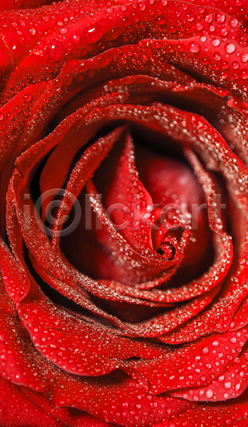 사람없음 JPG 근접촬영 포토 해외이미지 꽃 물방울 백그라운드 빨간색 자연 장미