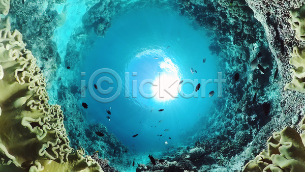 사람없음 JPG 로우앵글 포토 해외이미지 바다 바닷속 수중 수중사진 어류 자연 풍경(경치)