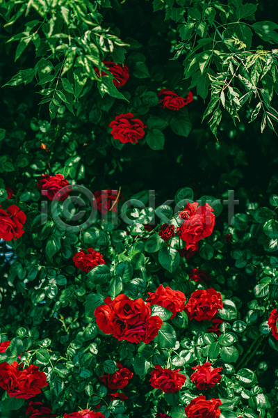 사람없음 JPG 포토 해외이미지 꽃 빨간색 야외 잎 자연 장미 초록색
