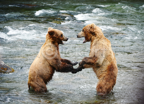 사람없음 JPG 포토 해외이미지 강 곰 두마리 사나움 싸움 야생동물 야외 주간