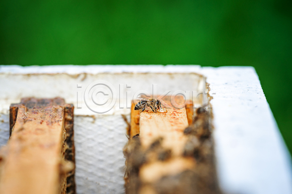 달콤 사람없음 JPG 소프트포커스 포토 해외이미지 꿀 꿀벌 벌(곤충) 벌집 양봉 양봉장