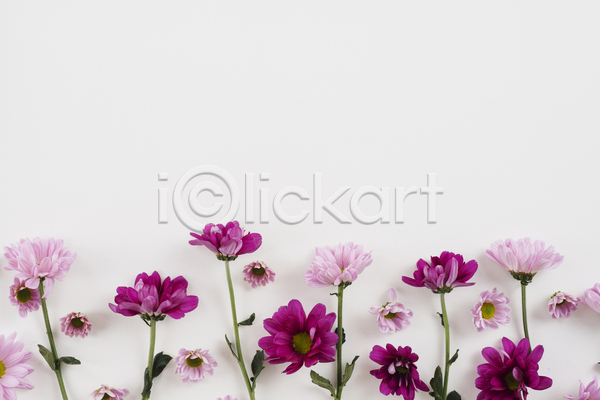 사람없음 JPG 포토 하이앵글 해외이미지 꽃 꽃봉오리 실내 카피스페이스 흰배경