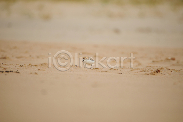 사람없음 JPG 포토 해외이미지 깃털 동물 동물상 모래 물 바다 백그라운드 부리 서식지 서쪽 야생동물 야외 자연 작음 조류 환경 흰색