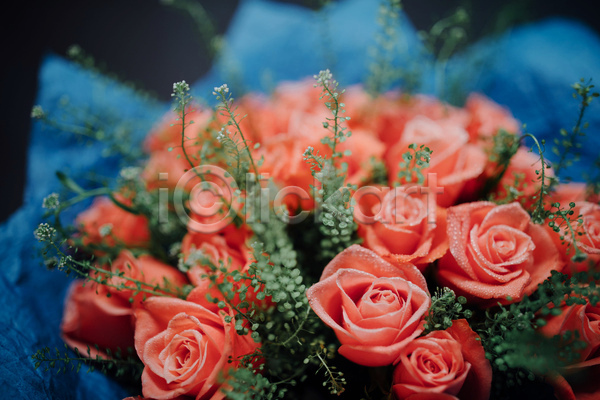 사람없음 JPG 근접촬영 포토 해외이미지 꽃 꽃다발 분홍색 야외 자연 장미